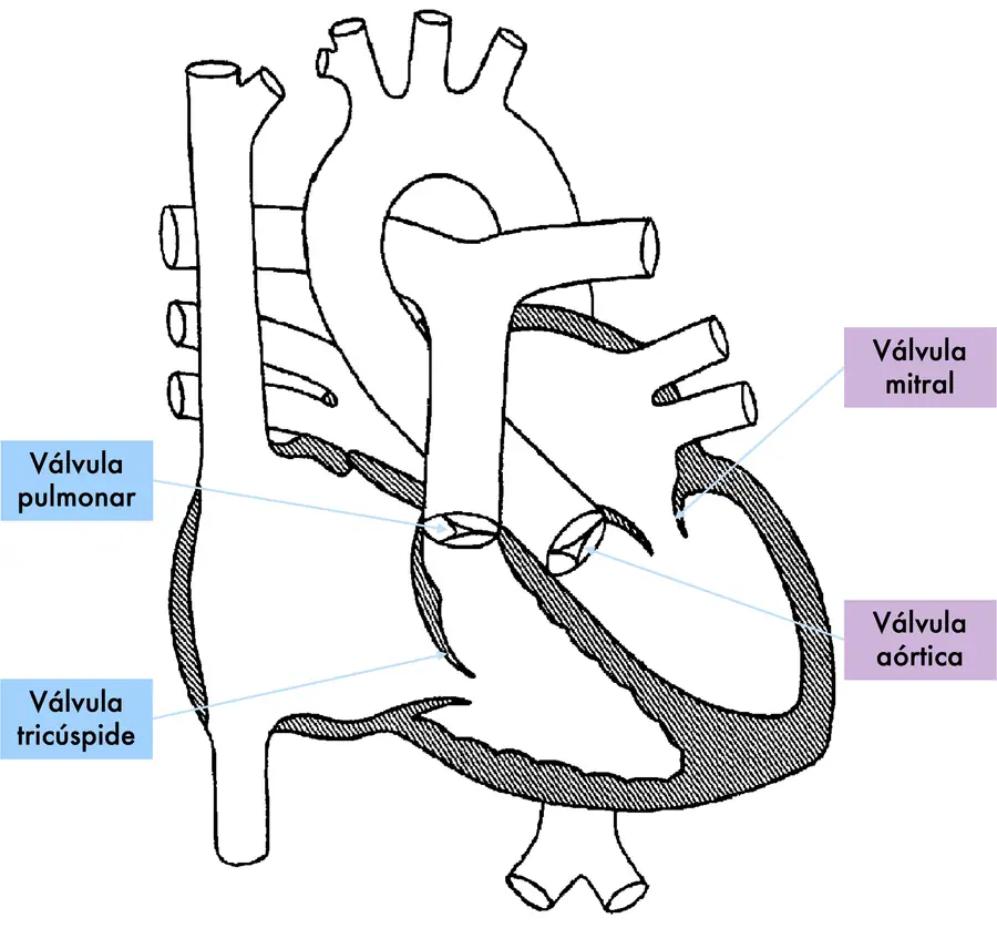 Válvulas cardiacas