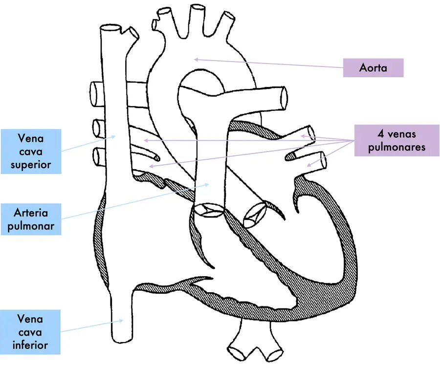 Arterias y venas cardiacas